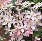 Apple Blossom Clematis 1