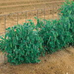 14 Foot Pea Fence 1