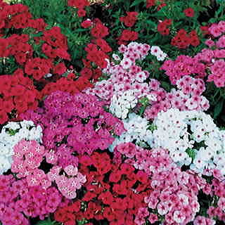 21st Century Magenta Mix Phlox Seeds