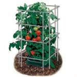 39 inch Park’s Wire Tomato Pen – Pack of 3 1