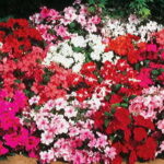 Accent Hybrid Mix Impatiens Flower Seeds 1