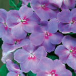 Accent Lavender Blue Hybrid Impatiens Flower Seeds 1