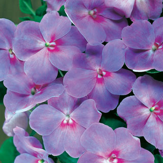 Accent Lavender Blue Hybrid Impatiens Flower Seeds