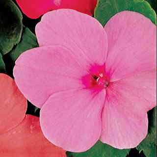 Accent Pink Hybrid Impatiens Flower Seeds