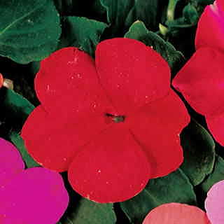 Accent Red Hybrid Impatiens Flower Seeds