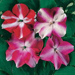 Accent Star Hybrid Mix Impatiens Flower Seeds