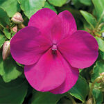 Accent Violet Hybrid Impatiens Flower Seeds 1