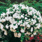 Accent White Hybrid Impatiens Flower Seeds 1