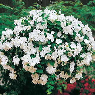 Accent White Hybrid Impatiens Flower Seeds