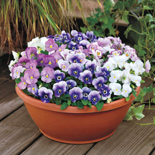 Admire® Spring Fling Mix Viola Seeds