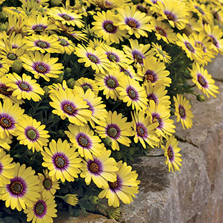 African Daisy Blue-Eyed Beauty (Pack of 3)