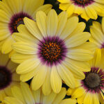 African Daisy Blue-Eyed Beauty (Pack of 3) 1