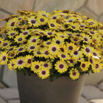 African Daisy Blue-Eyed Beauty (Pack of 3) 1