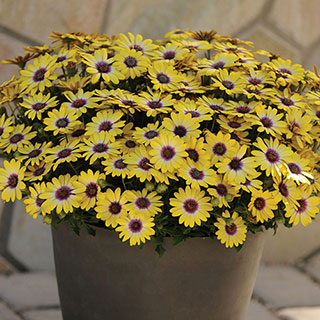 African Daisy Blue-Eyed Beauty (Pack of 3)