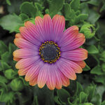 African Daisy Zion™ Copper Amethyst (Pack of 3) 1