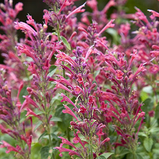 Agastache Acapulco® 'Deluxe Carmine Red'