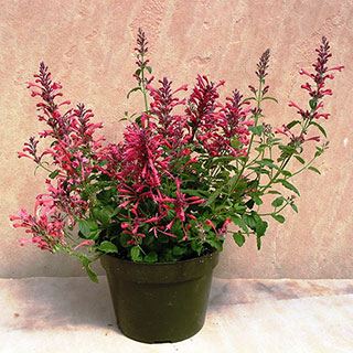 Agastache Acapulco® 'Deluxe Carmine Red'