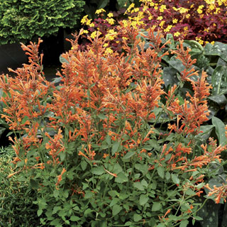 Agastache Kudos™ 'Kudos Mandarin'