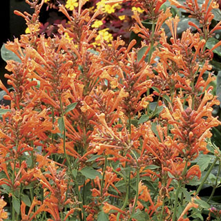 Agastache Kudos™ 'Kudos Mandarin'