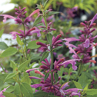 Agastache 'Rosie Posie'