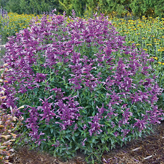 Agastache 'Rosie Posie'