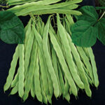 Algarve French Climbing Bean Seeds 1