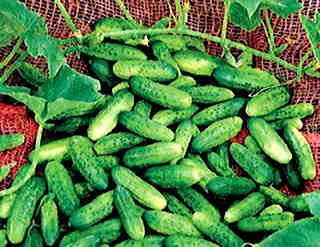 Alibi Cucumber Seeds