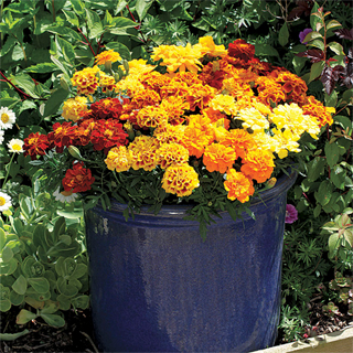 Alumia Mix Marigold Seeds