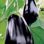 Amadeo Eggplant Seeds 1