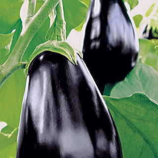 Amadeo Eggplant Seeds