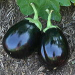 Amadeo Eggplant Seeds 1