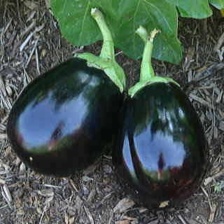 Amadeo Eggplant Seeds