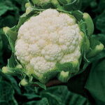 Amazing Cauliflower Seeds 1