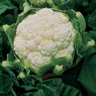 Amazing Cauliflower Seeds