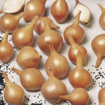 Ambition Shallot Seeds 1