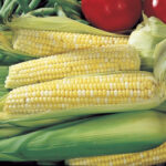 Ambrosia Hybrid Corn Seeds 1