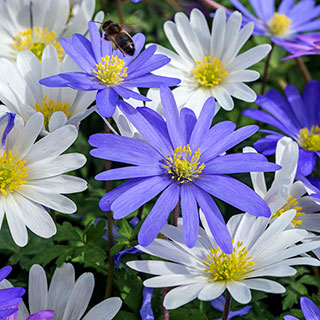 Anemone Blanda Mix