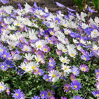 Anemone Blanda Mix