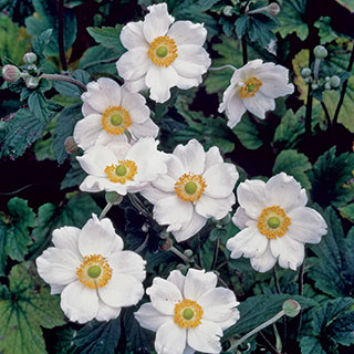 Anemone 'Honorine Jobert'