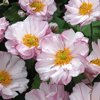 Anemone 'Loreley'