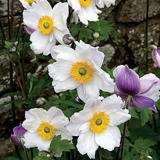 Anemone 'Ruffled Swan'