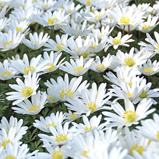 Anemone White Splendor - Pack of 20