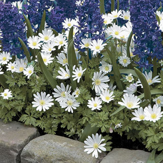 Anemone White Splendor - Pack of 20