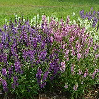 Angelonia Serena® Mix Seeds