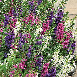 Angelonia Serenita® Mix Plants