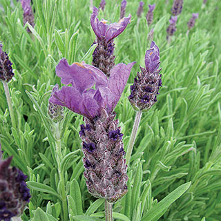 Anouk French Lavender