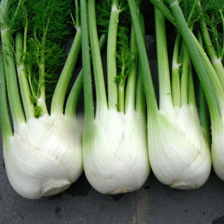 Antares Hybrid Fennel Seeds