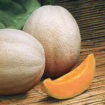 Aphrodite Hybrid Cantaloupe Seeds 1