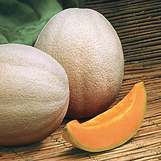 Aphrodite Hybrid Cantaloupe Seeds