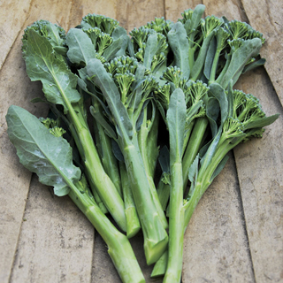 Apollo Hybrid Broccoli Seeds